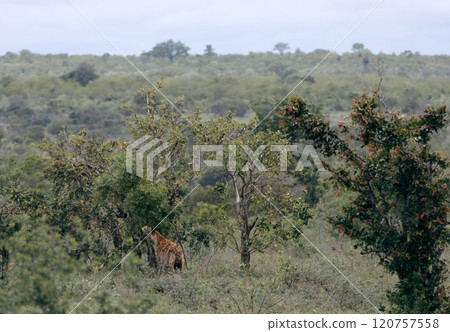 Safari in South Africa. Red spotted hyena stands near low trees and bushes. Safari in South Africa. Red spotted hyena stands near low trees and bushes. 120757558