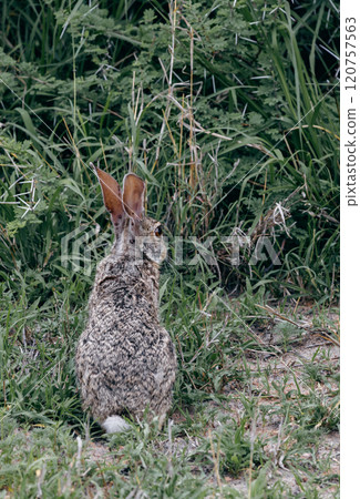 Sick wild hare with ticks attached to its ears. Bloated mites feed on animals Sick wild hare with ticks attached to its ears. Bloated mites feed on animals 120757563