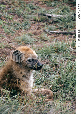 Kruger National Park safari, Close up portrait spotted hyena in natural habitat Kruger National Park safari, Close up portrait spotted hyena in natural habitat 120757566