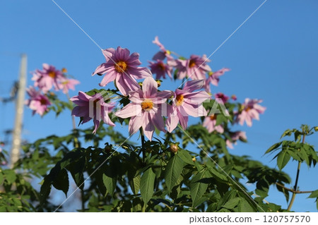 Pink flowers of Emperor Dahlia (Dahlia kidatii) blooming in an autumn garden 120757570
