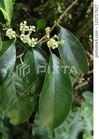 Nature Plants Ryukyu Hinoki, leaves are about 5 cm long. Dark green with small sawtooth edges. Nature Plants Ryukyu Hinoki, leaves are about 5 cm long. Dark green with small sawtooth edges. 120757627