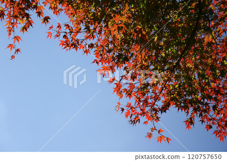 與藍色葉子和藍天的Momiji 120757650