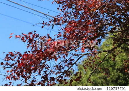 秋天花園裡的楓葉變紅了 秋天花園裡的楓葉變紅了 120757791