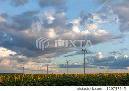 Sunlit sunflower field with wind turbines against a dramatic sky during late afternoon Sunlit sunflower field with wind turbines against a dramatic sky during late afternoon 120757845