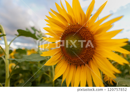 Bright sunflower blooms in a vibrant field under a cloudy sky during the golden hour Bright sunflower blooms in a vibrant field under a cloudy sky during the golden hour 120757852