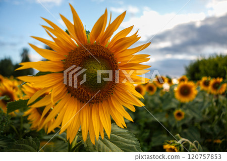 Bright sunflowers basking in the golden light of evening in a vibrant field Bright sunflowers basking in the golden light of evening in a vibrant field 120757853