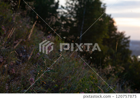 Wildflowers bloom on a hillside at dusk, showcasing natures beauty in a tranquil landscape 120757875