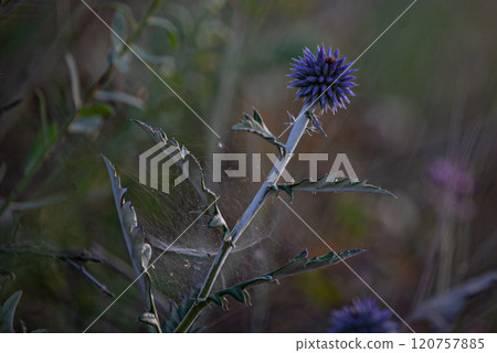 Vibrant purple thistle blossoms embraced by delicate spider webs during golden hour in a serene natural setting 120757885