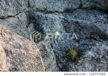 Beauty of resilience in nature with wildflower blooming from rocky landscape at golden hour Beauty of resilience in nature with wildflower blooming from rocky landscape at golden hour 120757888