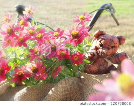 Zinnia and bear in a bicycle basket Zinnia and bear in a bicycle basket 120758008