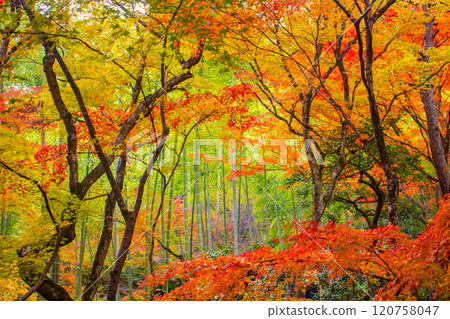 【京都風景】常寂光寺,嵐山最著名的紅葉景點之一 【京都風景】常寂光寺,嵐山最著名的紅葉景點之一 120758047