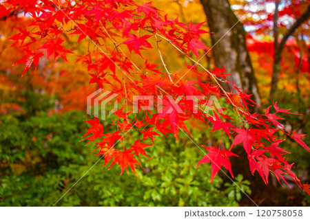 [Kyoto Scenery] Jojakkoji Temple, one of the most famous autumn foliage spots in Arashiyama 120758058