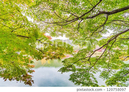 秋葉開始變色 120758097