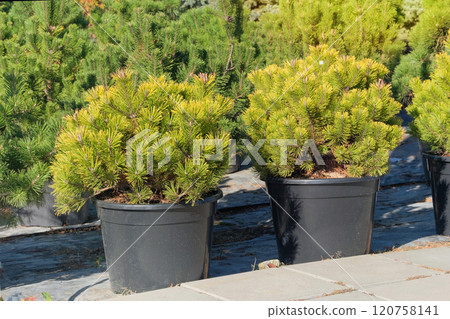 Potted evergreen tree seedlings. Pine seedling are sold in nursery. Seedlings of coniferous plants for landscape design. Potted evergreen tree seedlings. Pine seedling are sold in nursery. Seedlings of coniferous plants for landscape design. 120758141