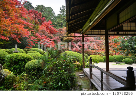 京都四仙堂定山寺的中式花園，楓葉色彩斑斕 120758296