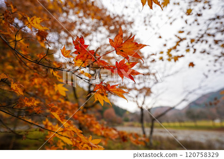 改變葉子的Momiji 120758329