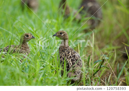 Pheasant pheasant / Japan 120758393