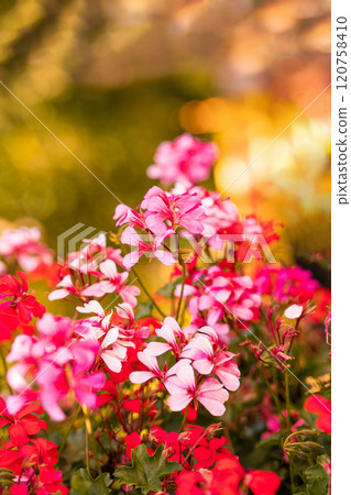 Photo of the flower Pelargonium ampela Photo of the flower Pelargonium ampela 120758410