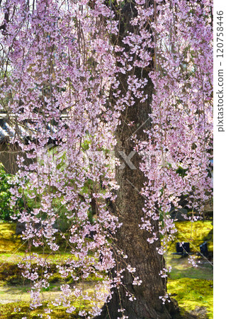 Beautiful weeping cherry blossoms at Kodaiji Temple in Kyoto (Higashiyama Ward, Kyoto City, Kyoto Prefecture) 120758446