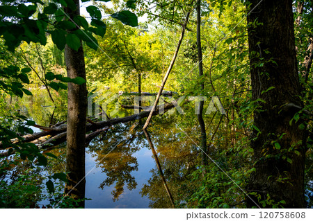 Flooded Forest In The Danube Wetlands National Park Near Vienna In Austria Flooded Forest In The Danube Wetlands National Park Near Vienna In Austria 120758608