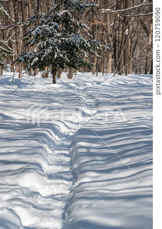 一條穿過冬季森林雪地的小路 120759090
