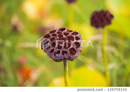 [Lotus receptacle] Beautiful, but... [Typhobia] 120759143