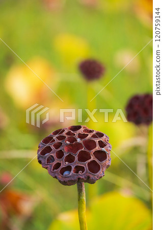[Lotus receptacle] Beautiful, but... [Typhobia] 120759144