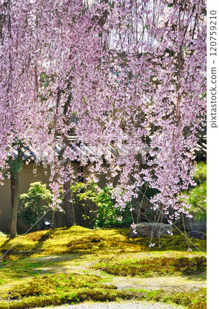 Beautiful weeping cherry blossoms at Kodaiji Temple in Kyoto (Higashiyama Ward, Kyoto City, Kyoto Prefecture) 120759210