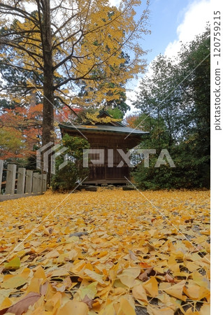 Ginkgo trees at Takazumi Shrine on Mount Hiko 120759215
