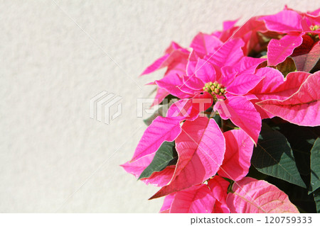 Vibrant pink poinsettia flowers with green foliage captured against a neutral beige wall, creating a simple and elegant festive design perfect for Christmas and seasonal decoration with space for text Vibrant pink poinsettia flowers with green foliage captured against a neutral beige wall, creating a simple and elegant festive design perfect for Christmas and seasonal decoration with space for text 120759333