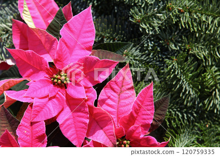 Bright pink poinsettia flowers with vibrant green foliage in the background, symbolizing festive Christmas decor. The contrast of colors adds warmth and joy to holiday-themed imagery Bright pink poinsettia flowers with vibrant green foliage in the background, symbolizing festive Christmas decor. The contrast of colors adds warmth and joy to holiday-themed imagery 120759335