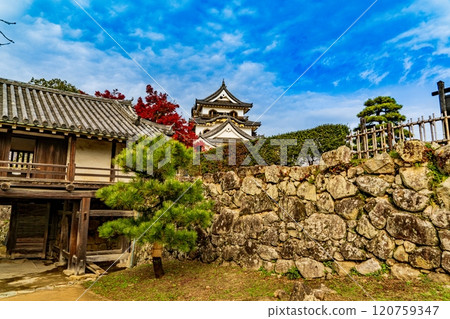Hikone Castle dyed in autumn leaves Hikone Castle dyed in autumn leaves 120759347