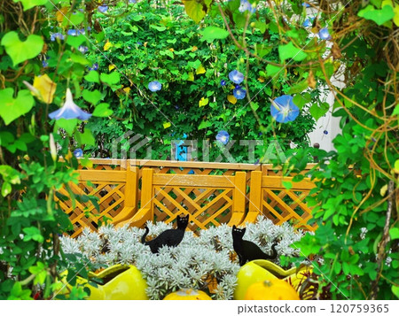 名古屋久屋大通花園 Frarie 萬聖節長凳被鮮花包圍 120759365