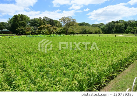 Ida in Korakuen Garden, Okayama (one of Japan's three most famous gardens) Ida in Korakuen Garden, Okayama (one of Japan's three most famous gardens) 120759383