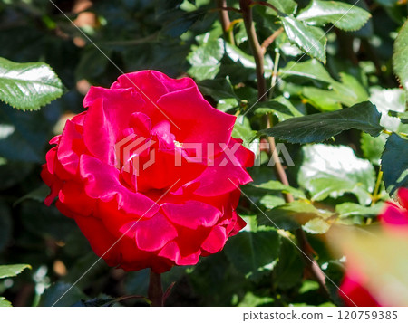 Rose garden 120759385