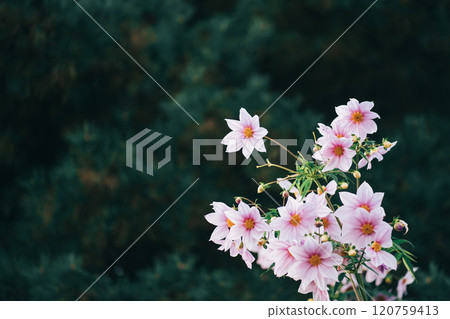 Emperor Dahlia blooming in the forest Emperor Dahlia blooming in the forest 120759413