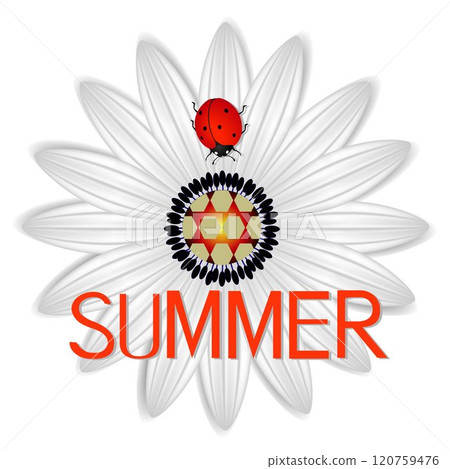 Summer icon with abstract daisy a red ladybug on a on a white background. 120759476