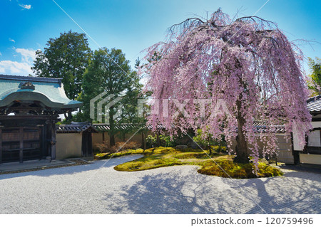 京都高台寺美麗的垂枝櫻花（京都府京都市東山區） 120759496