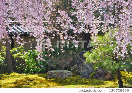 京都高台寺美麗的垂枝櫻花(京都府京都市東山區) 京都高台寺美麗的垂枝櫻花(京都府京都市東山區) 120759499