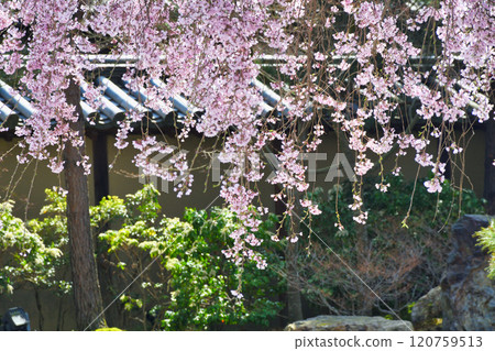 京都高台寺美麗的垂枝櫻花(京都府京都市東山區) 京都高台寺美麗的垂枝櫻花(京都府京都市東山區) 120759513