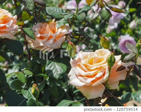 玫瑰園 120759514