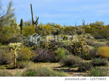 Clouds Over Central Sonora Desert Arizona Clouds Over Central Sonora Desert Arizona 120759603