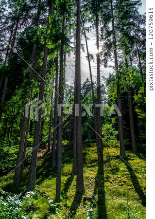 Sunlit Forest With Deciduous Trees in Province Carinthia In Austria 120759615