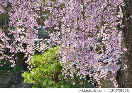 京都高台寺美麗的垂枝櫻花(京都府京都市東山區) 京都高台寺美麗的垂枝櫻花(京都府京都市東山區) 120759628