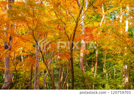 [Kyoto Scenery] Gionji Temple: A tranquil autumn with tall autumn leaves 120759703
