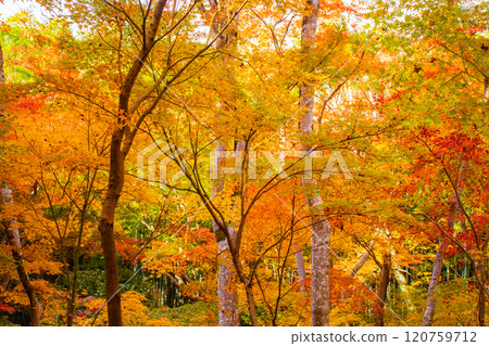 【京都風景】只王寺，高大的秋葉，靜謐的秋天 120759712