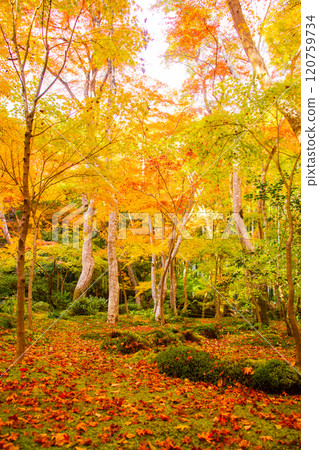 【京都風景】只王寺，高大的秋葉，靜謐的秋天 120759734
