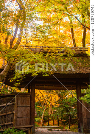 【京都風景】只王寺,高大的秋葉,靜謐的秋天 【京都風景】只王寺,高大的秋葉,靜謐的秋天 120759743