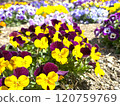 Flower bed with yellow and purple violas 120759769