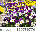 Flower bed with white and purple violas 120759770